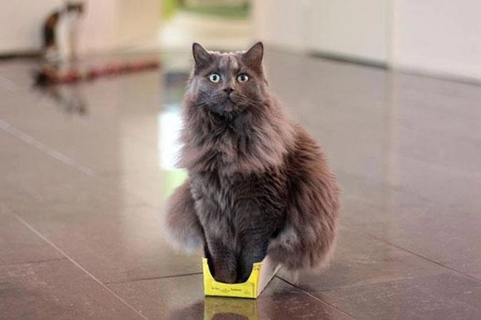 big cat small box