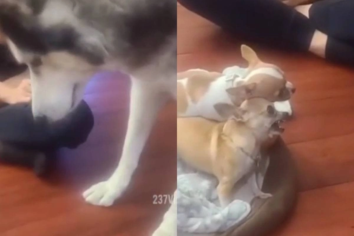 Маленькая злая собачка. Чихуахуа загрызли. Злобная чихуахуа. Агрессивная маленькая собакат. Лицо ребенка после укуса собаки.