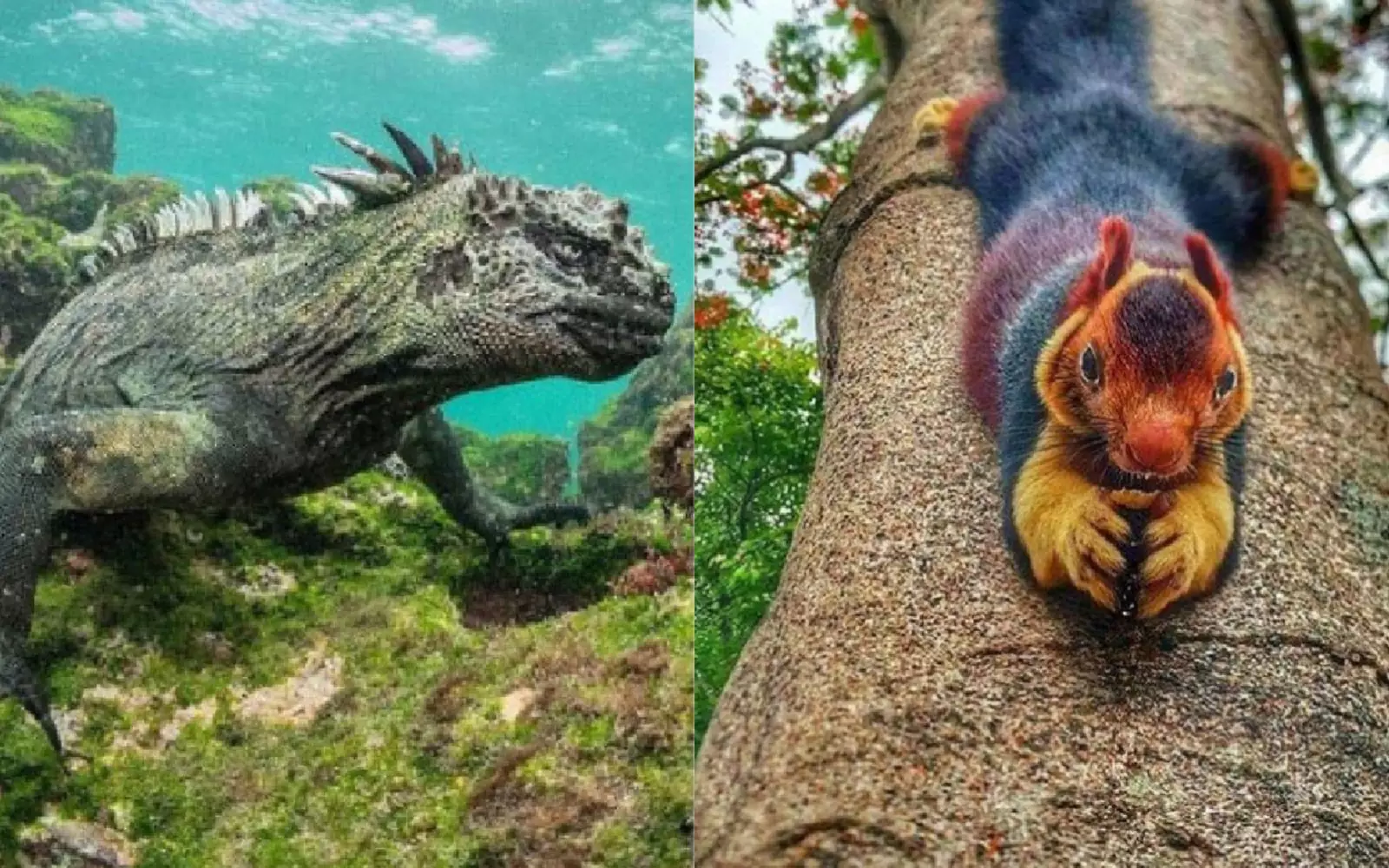 Покажи носуху. 15 животных которые. 15 фото животных. 15 животных которые. Самец гиббона.