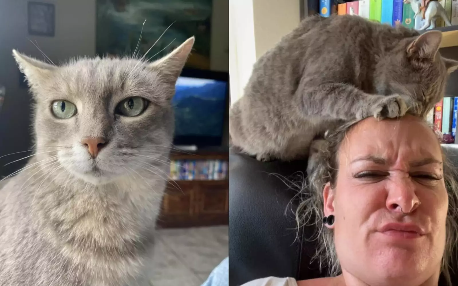 Коты угар