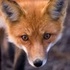 foxmyanimal 