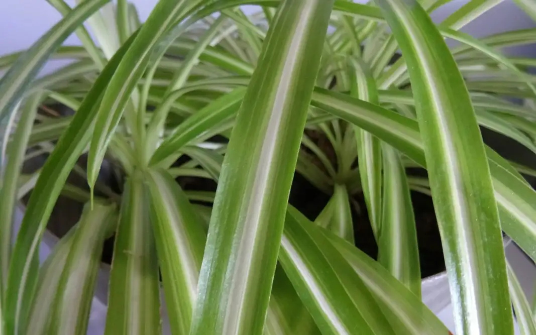 Хлорофитум.