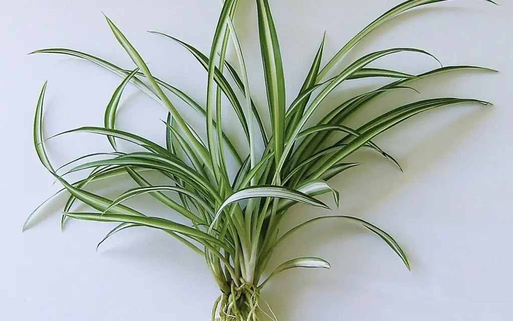 Хлорофитум.