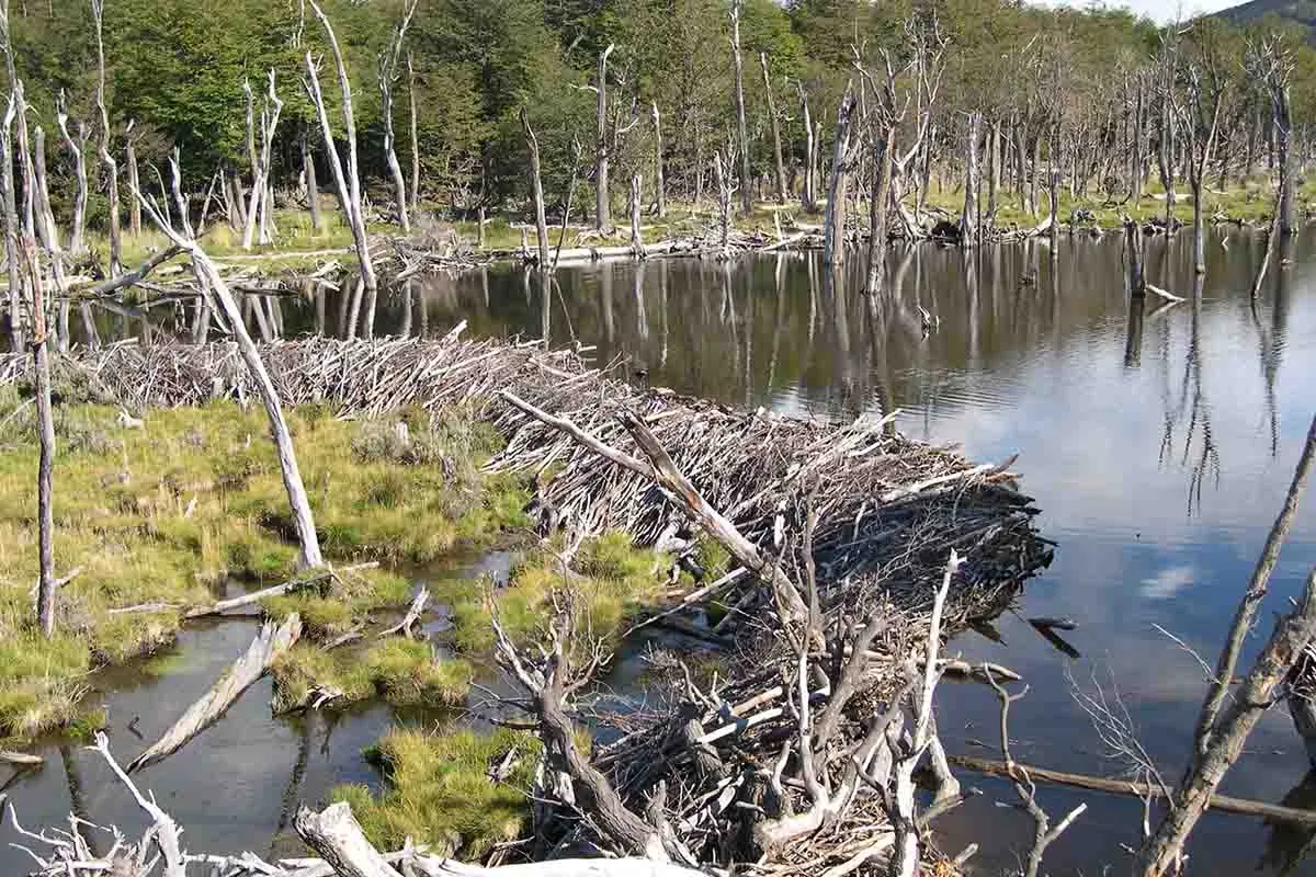 Результат работы бобров в Аргентине