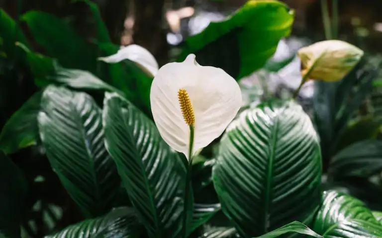 Спатифиллум.