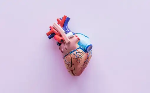 Модель сердца.