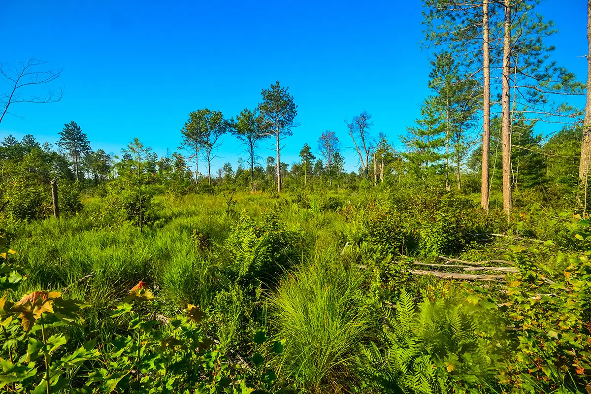 Торфяник в штате Висконсин.