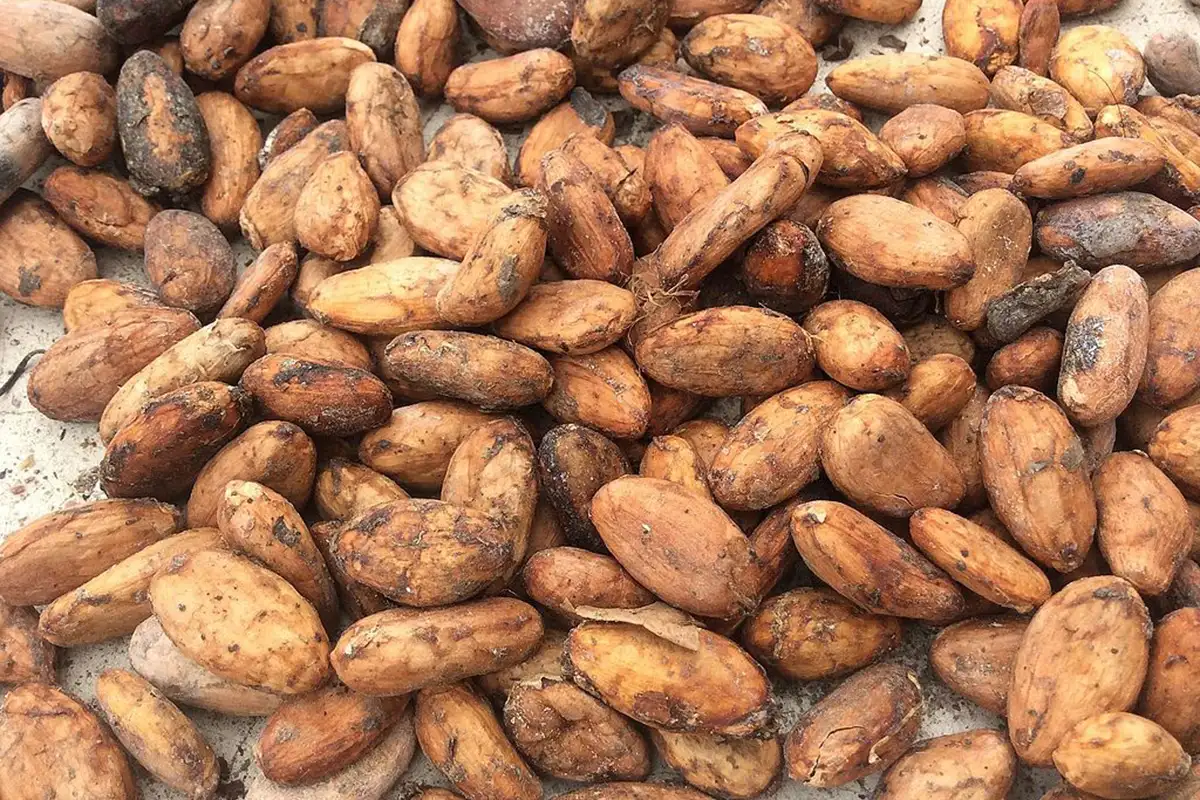 Какао-бобы. 