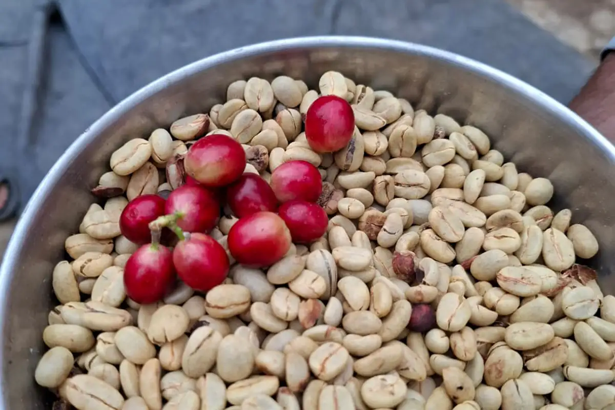 Кофе Арабика