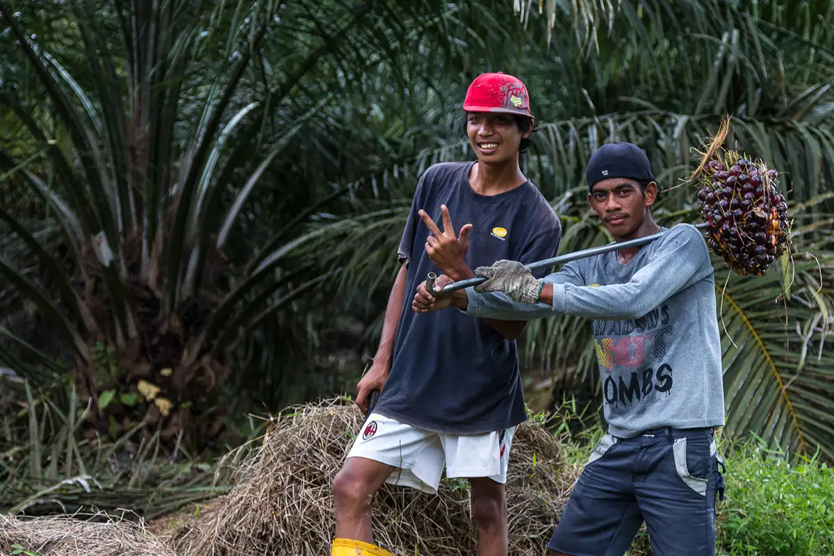 Рабочие на плантации пальмового масла. 