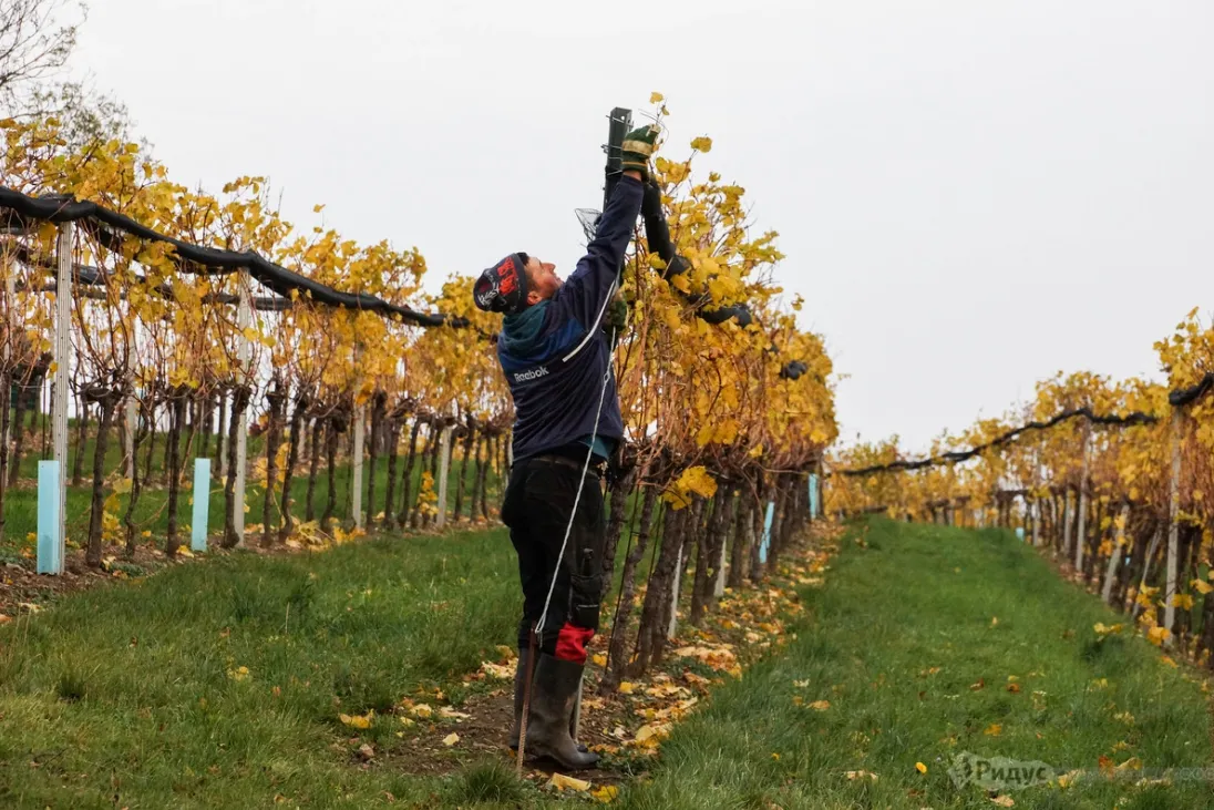 Виноградник. 