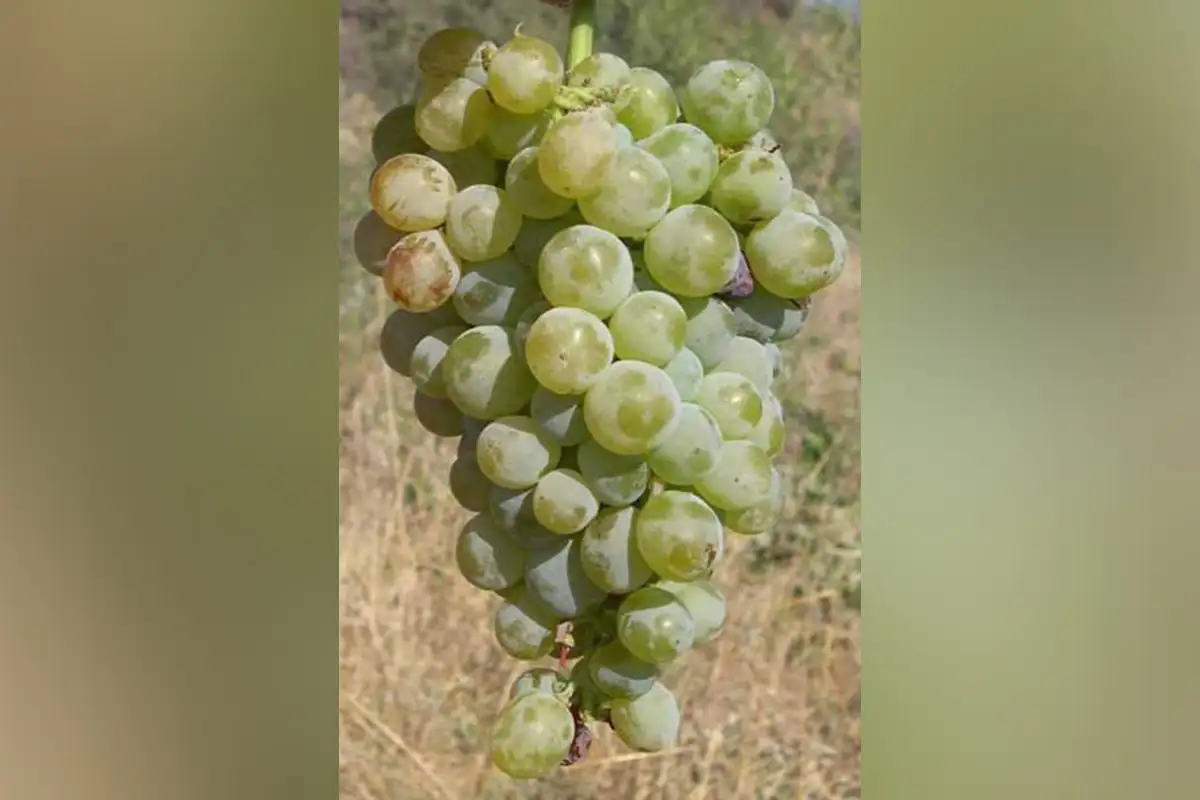 Виноград Ксинистери. 