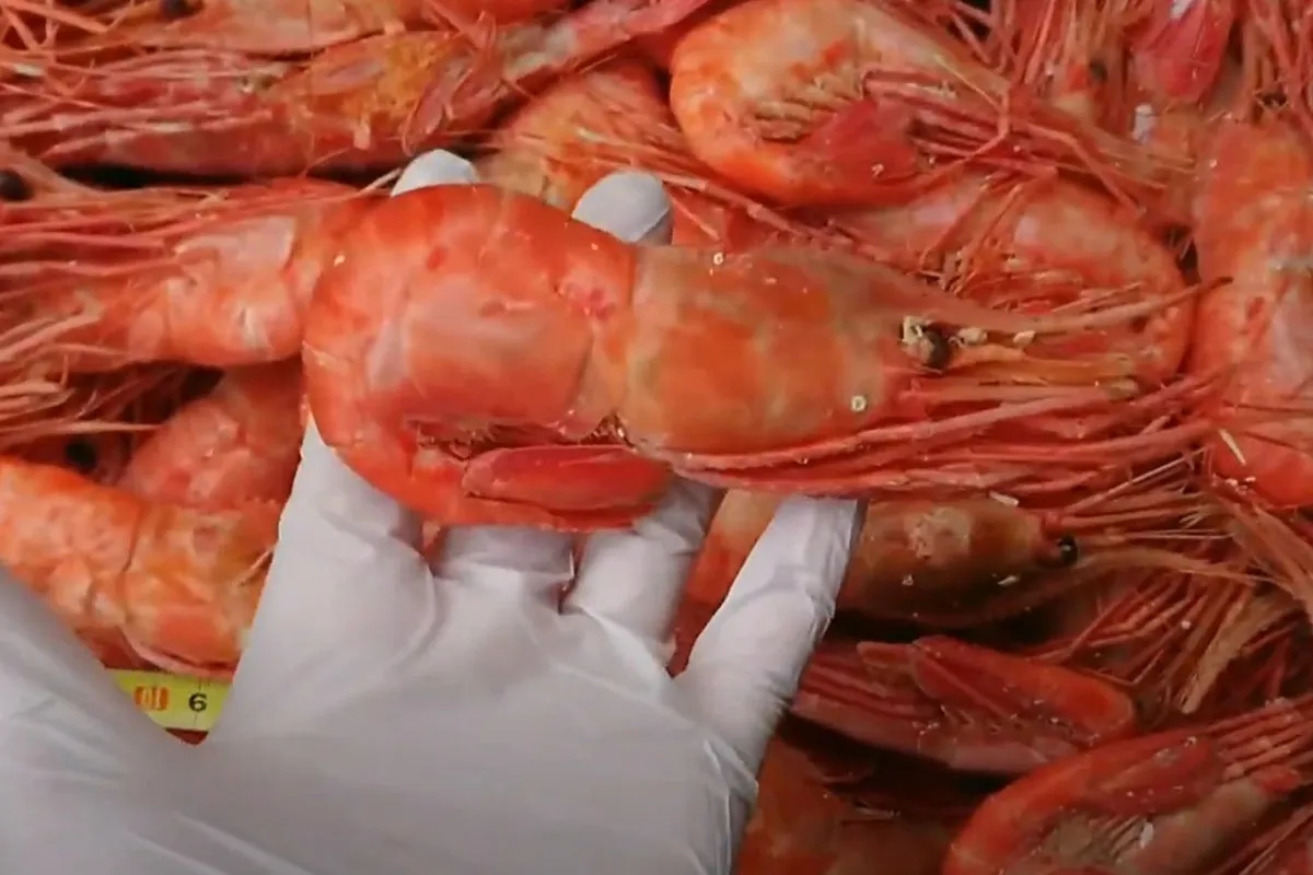 Креветка ботан