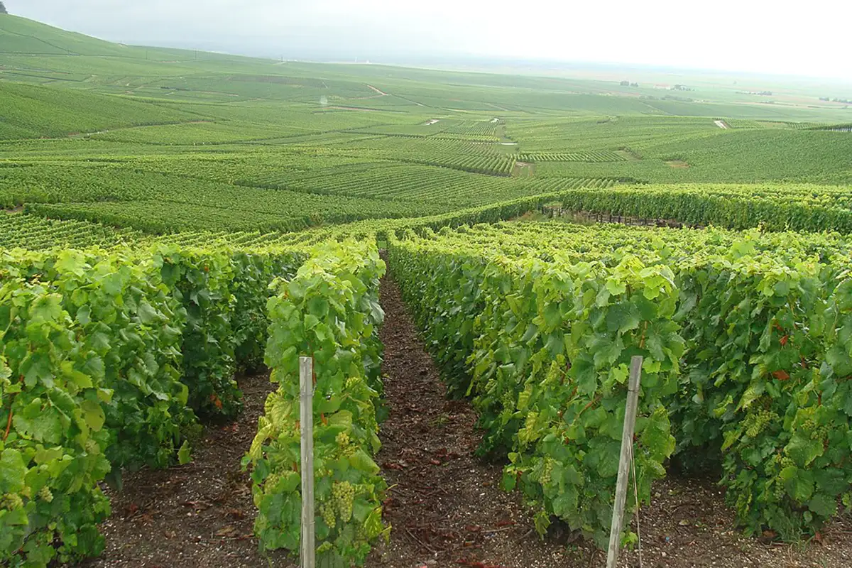 Плантация в винодельческом регионе Франции. 