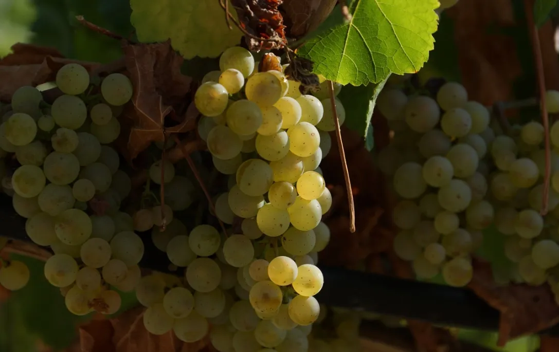 Виноград рислинг рейнский. 