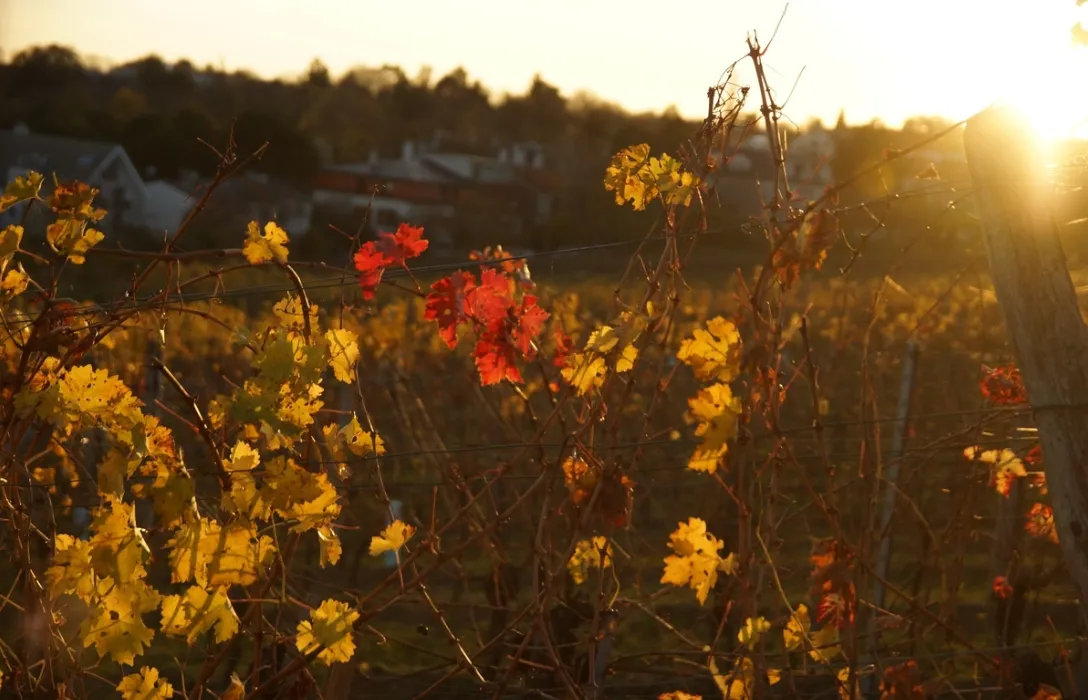 Виноградник на закате. 