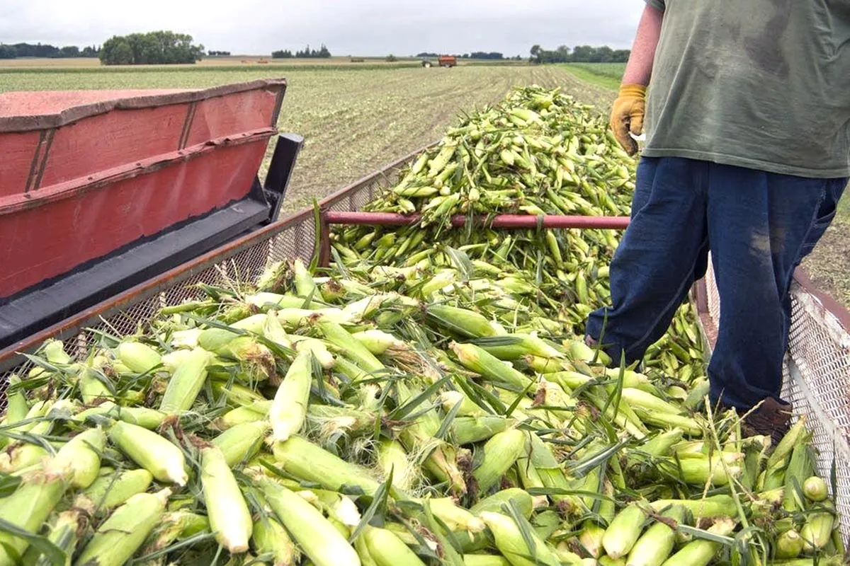 Урожай кукурузы.