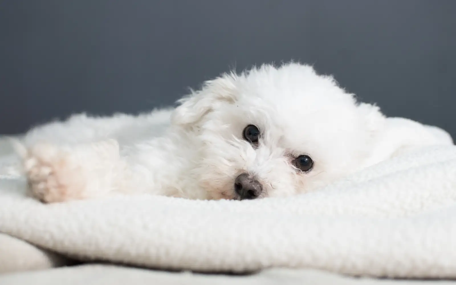 Бишон-фризе.