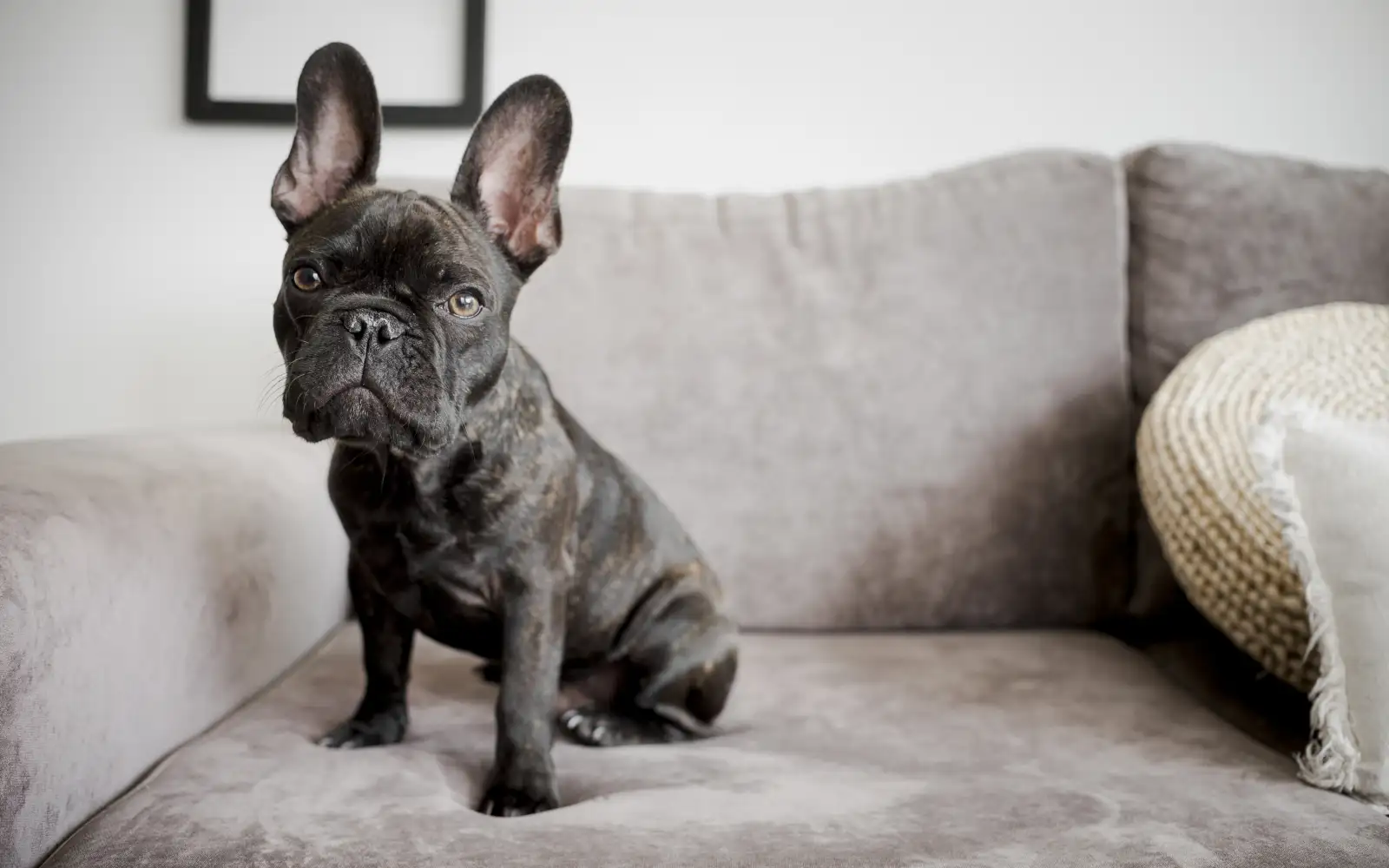 Французский бульдог.