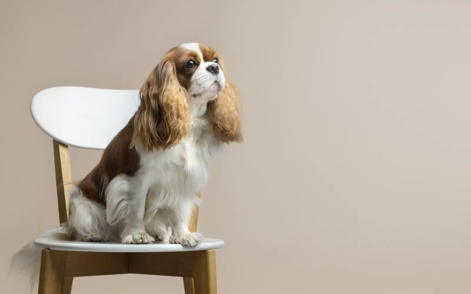 Кавалер-кинг-чарльз-спаниель.