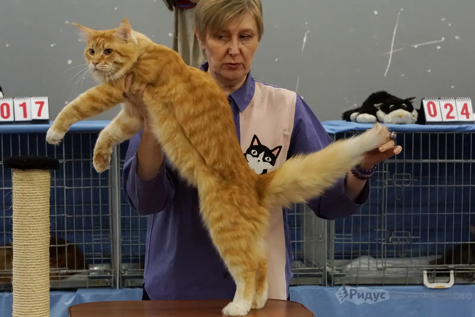 Выставка кошек «У Лукоморья», мейн-кун. 