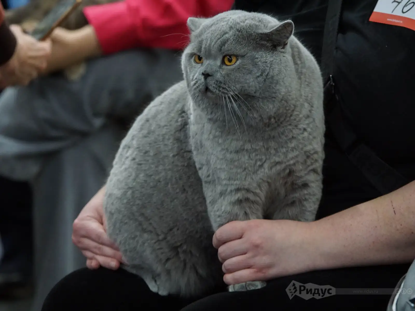 Выставка кошек «У Лукоморья». 