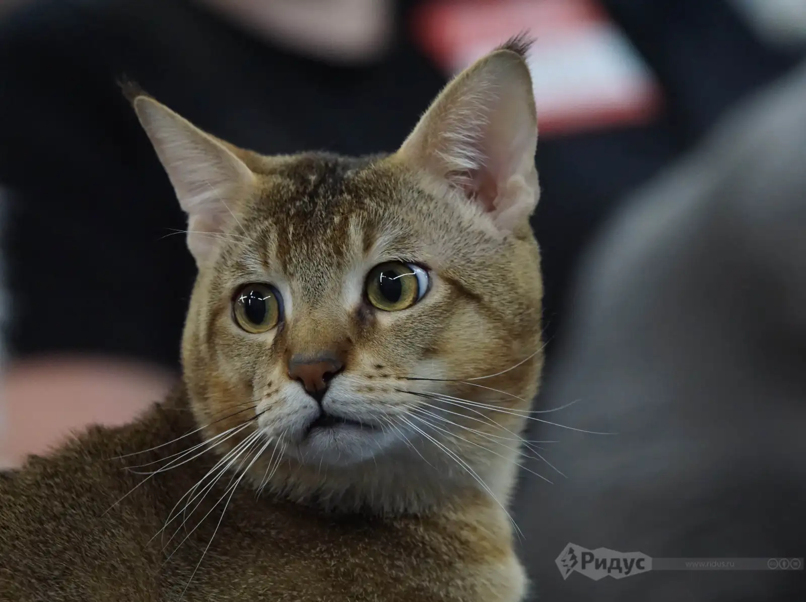 Выставка кошек «У Лукоморья», чаузи.  
