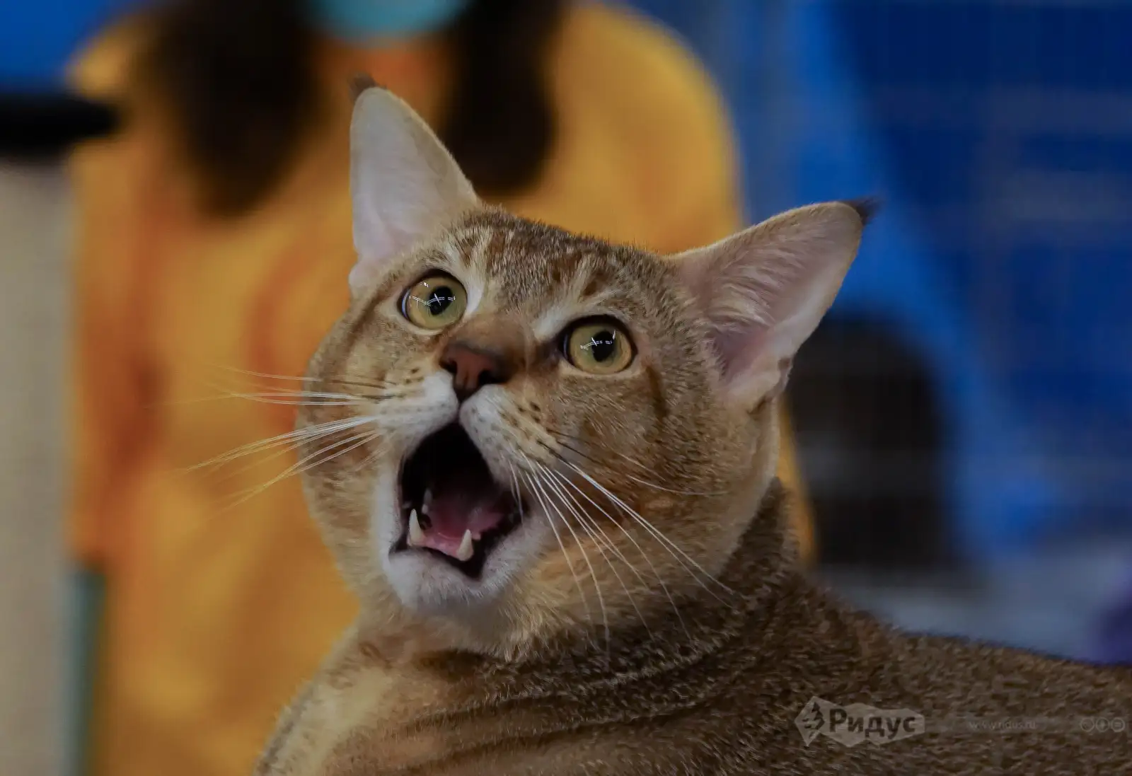 Выставка кошек «У Лукоморья», чаузи.  