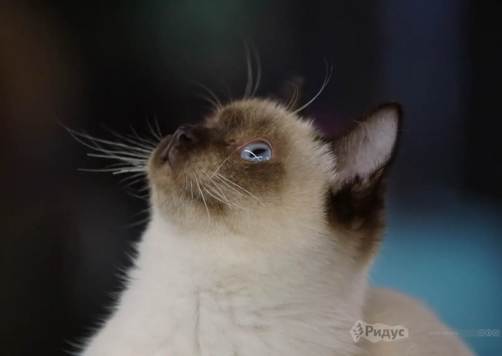 Выставка кошек «У Лукоморья». 