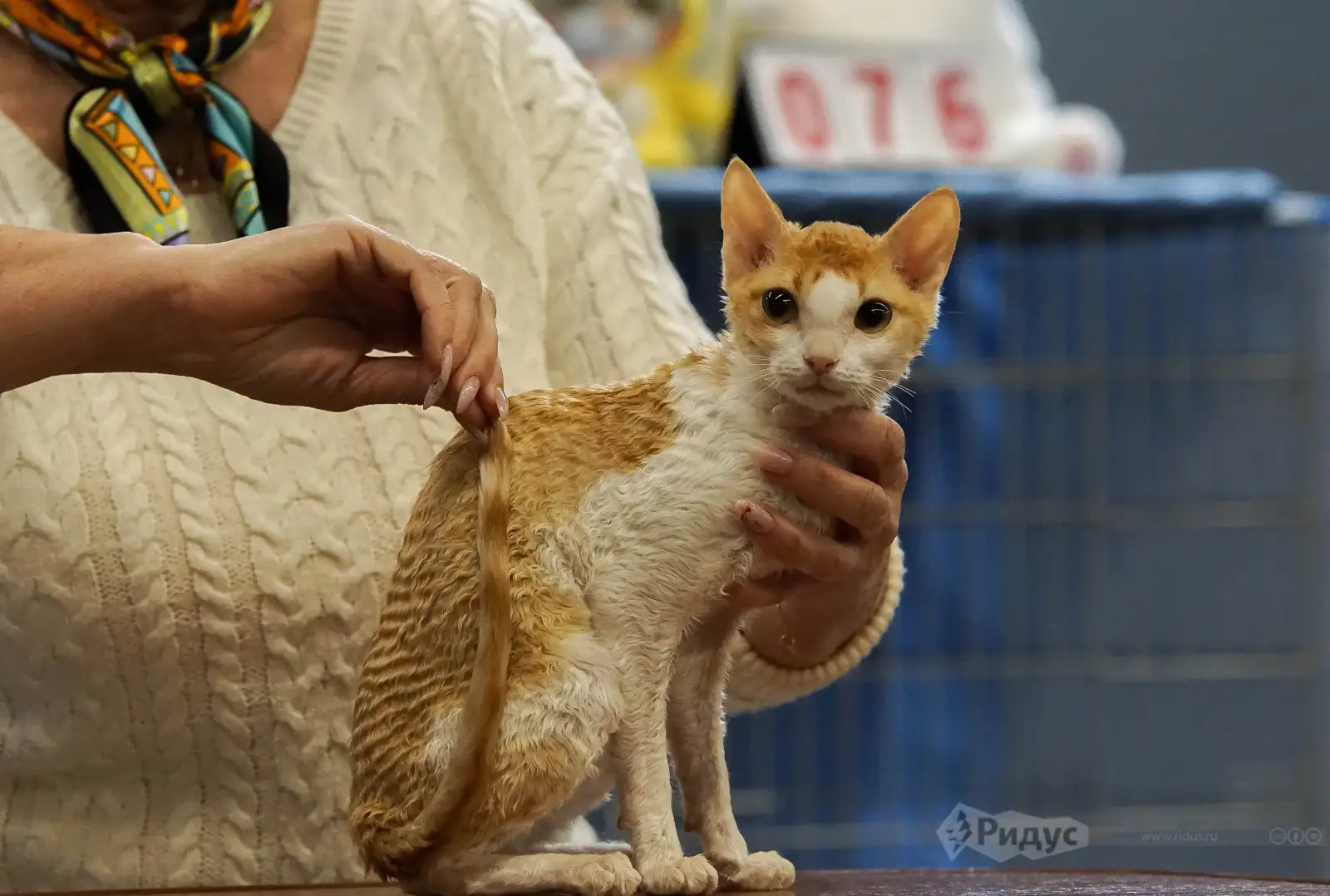 Выставка кошек «У Лукоморья». 