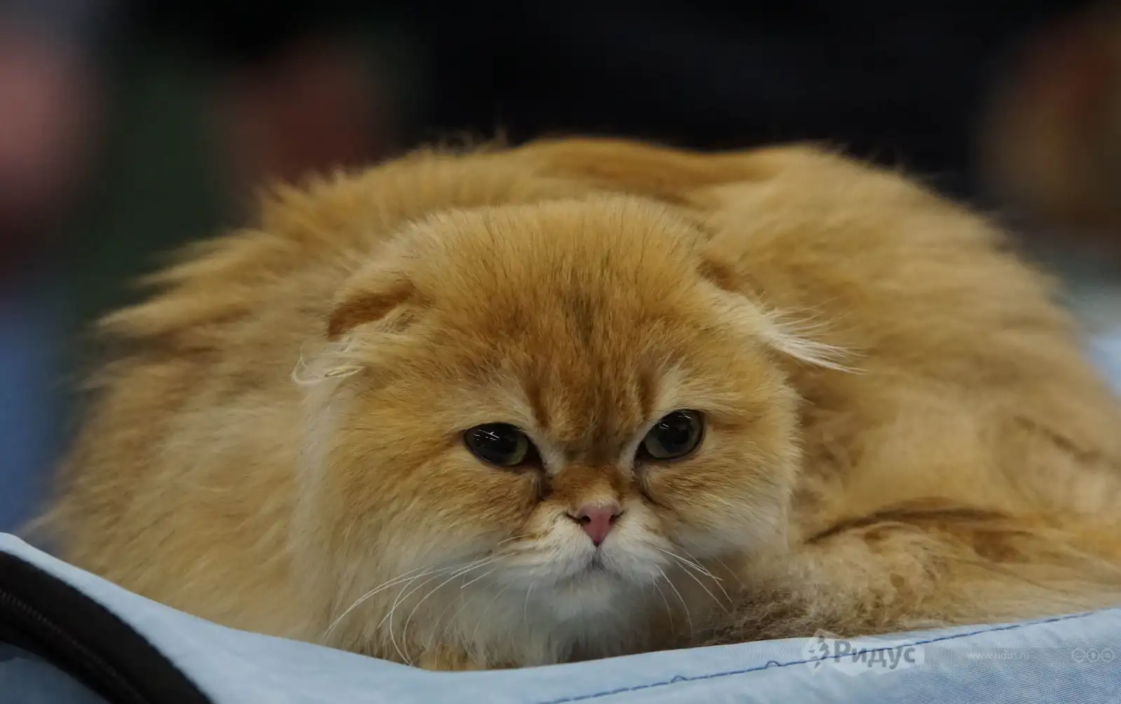 Выставка кошек «У Лукоморья». 