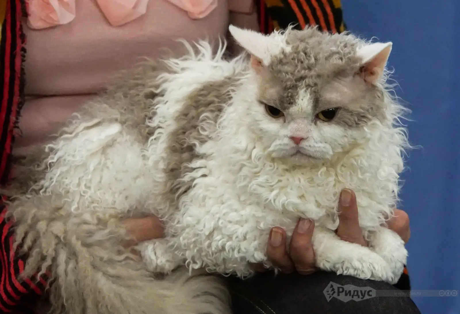 Выставка кошек «У Лукоморья». 