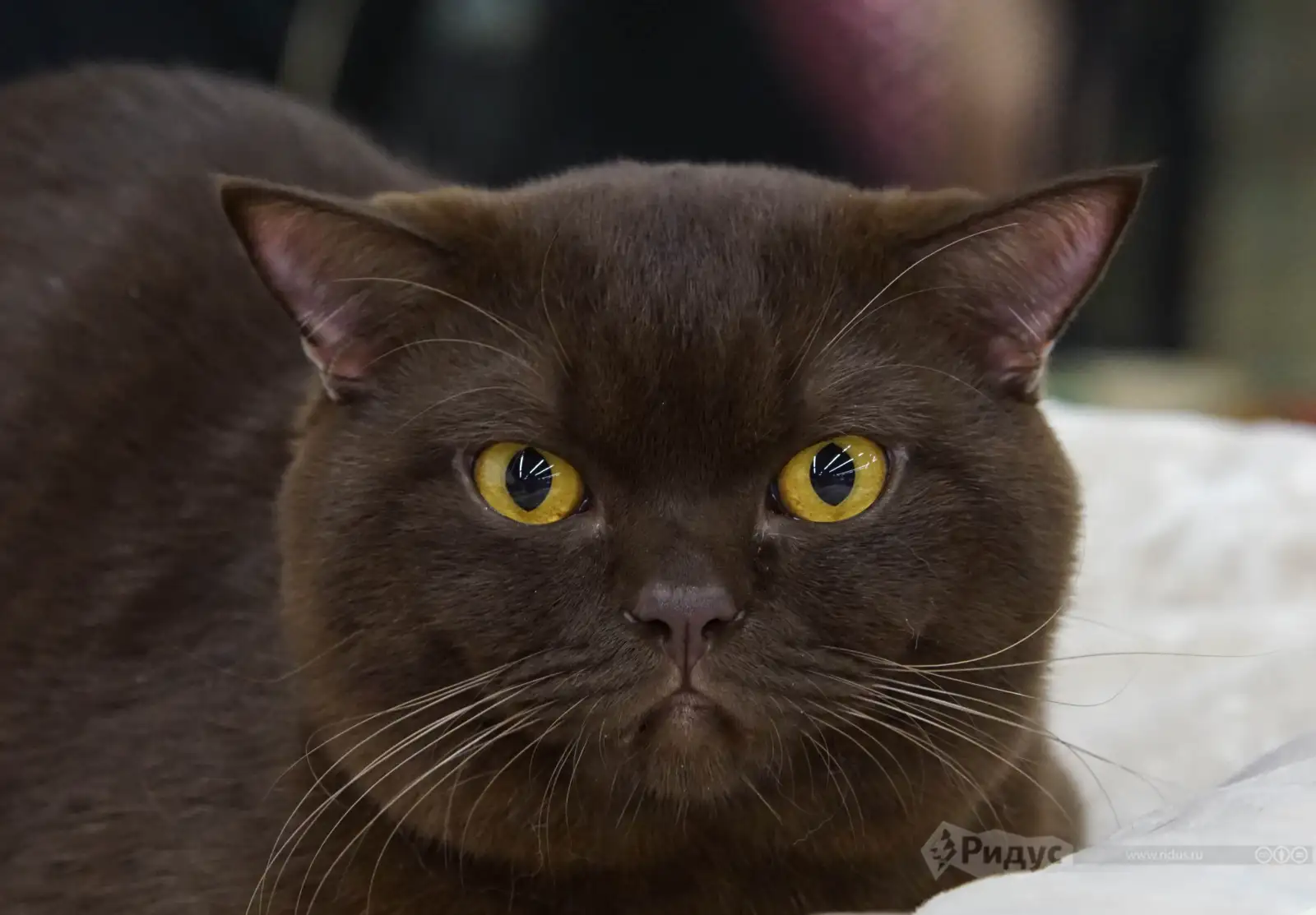 Выставка кошек «У Лукоморья». 