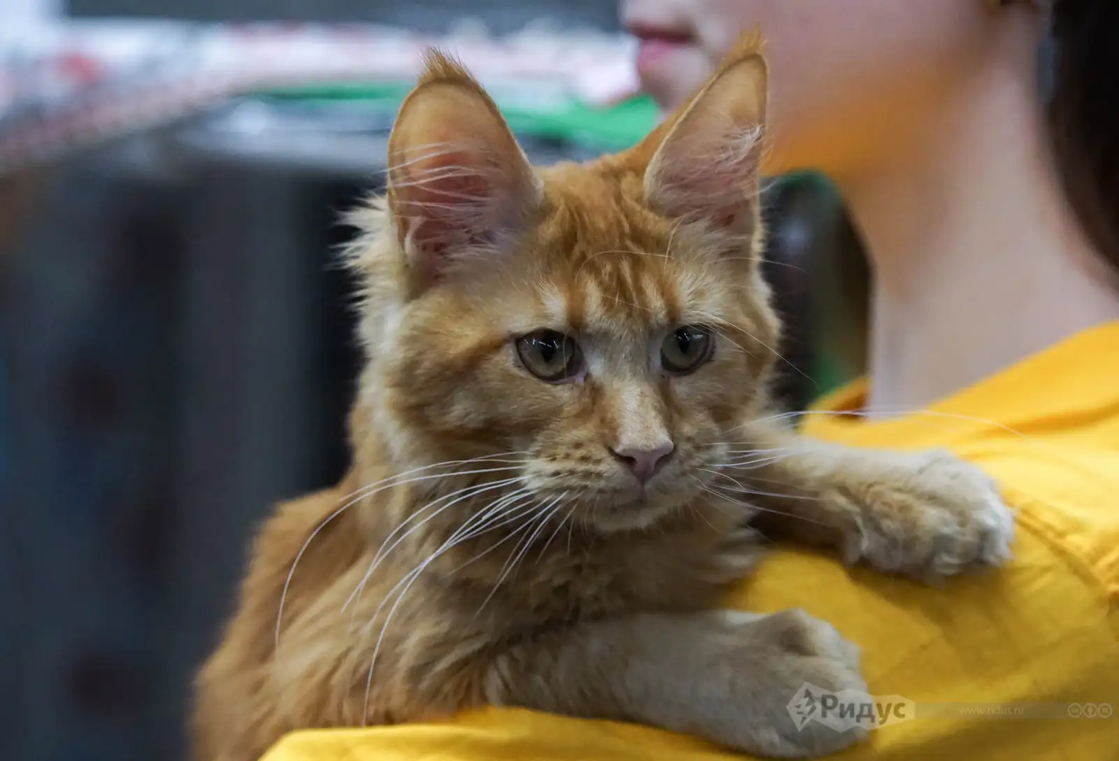 Выставка кошек «У Лукоморья». 