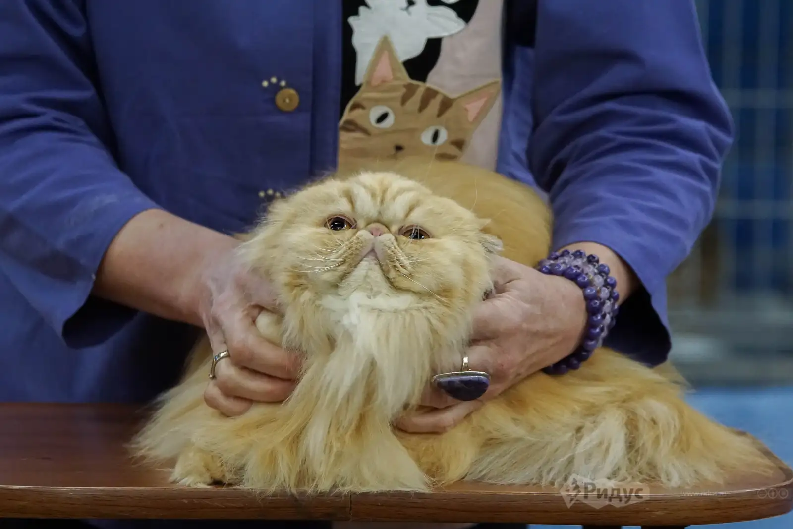 Выставка кошек «У Лукоморья». 