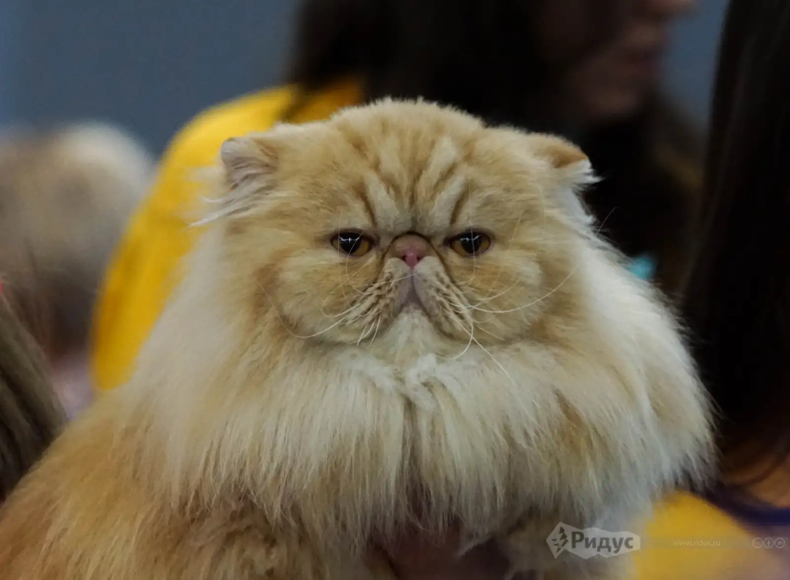 Выставка кошек «У Лукоморья». 