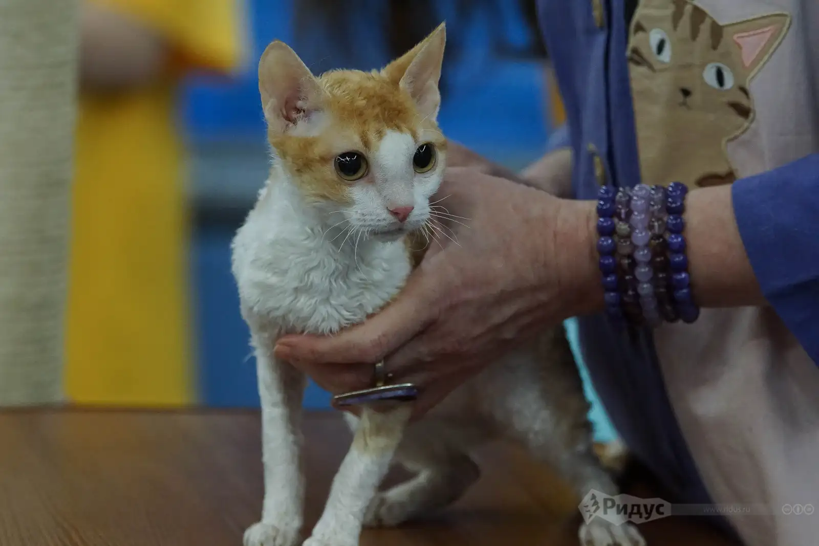 Выставка кошек «У Лукоморья». 