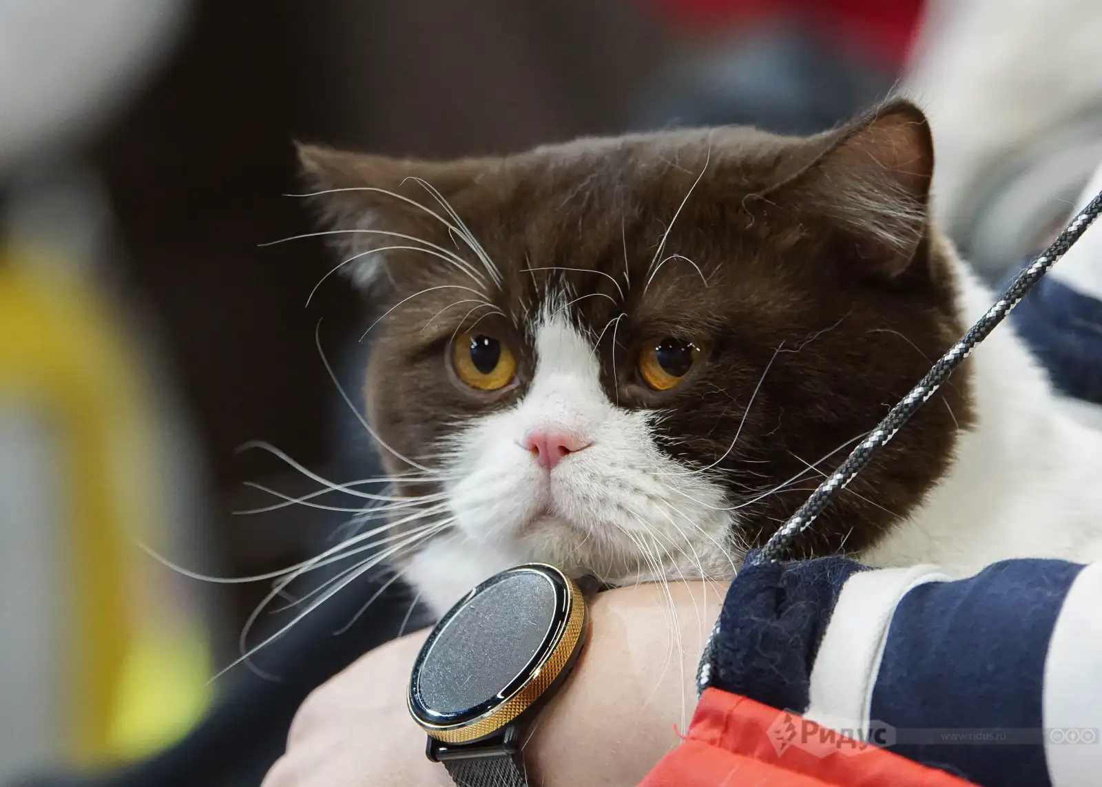 Выставка кошек «У Лукоморья». 