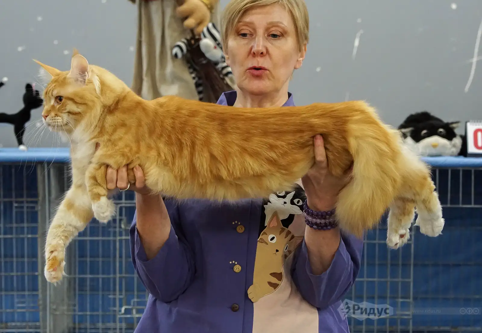 Выставка кошек «У Лукоморья». 