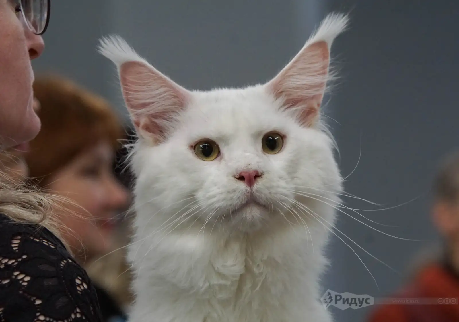 Выставка кошек «У Лукоморья». 