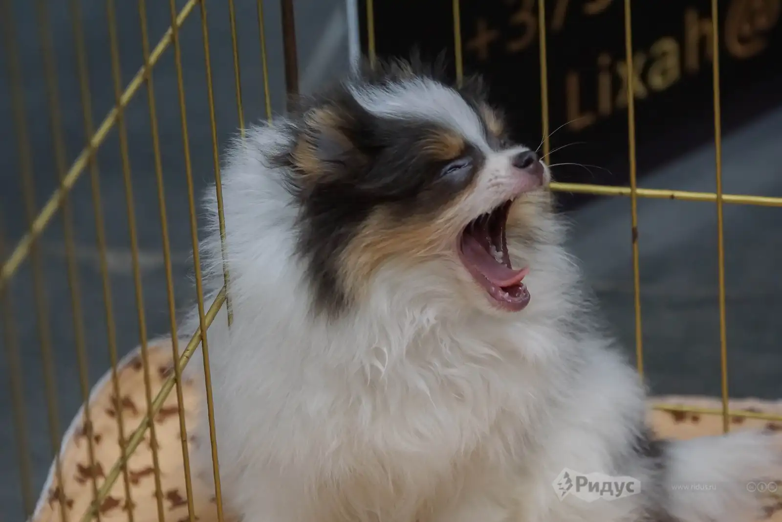 Выставка кошек «У Лукоморья», я тоже кот.  