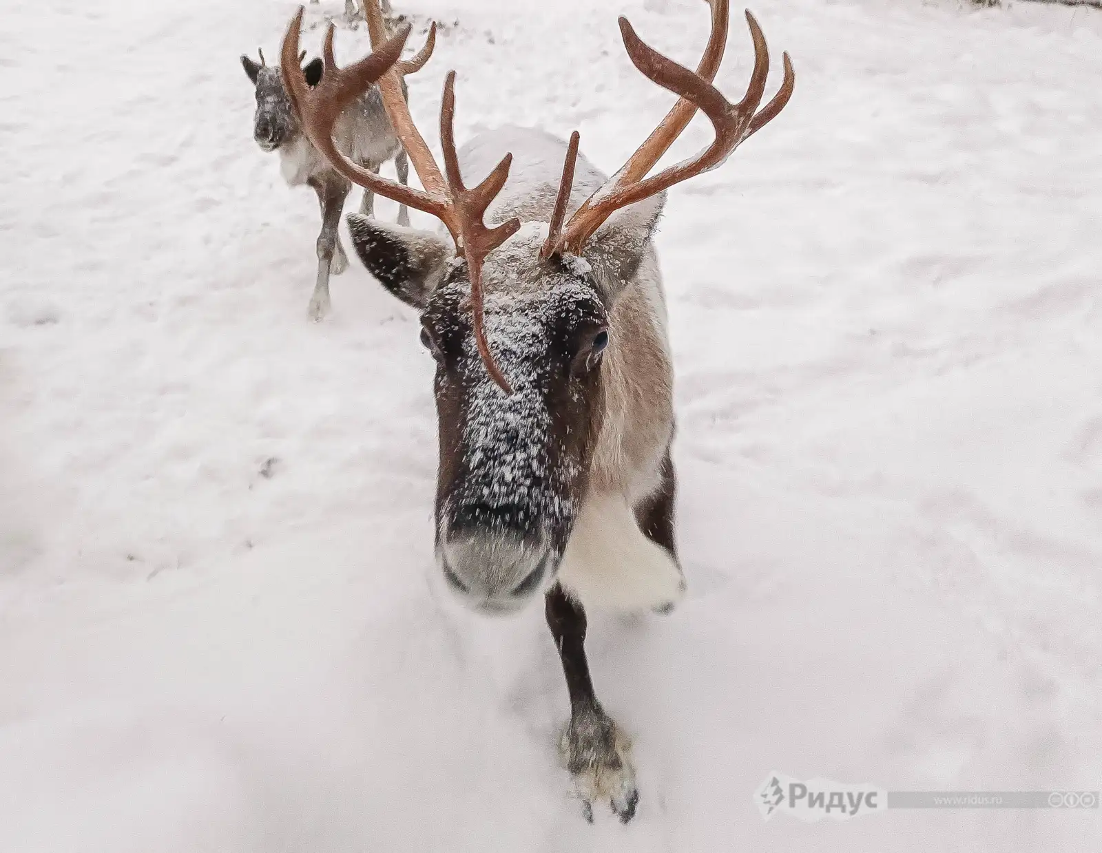Северный олень. 