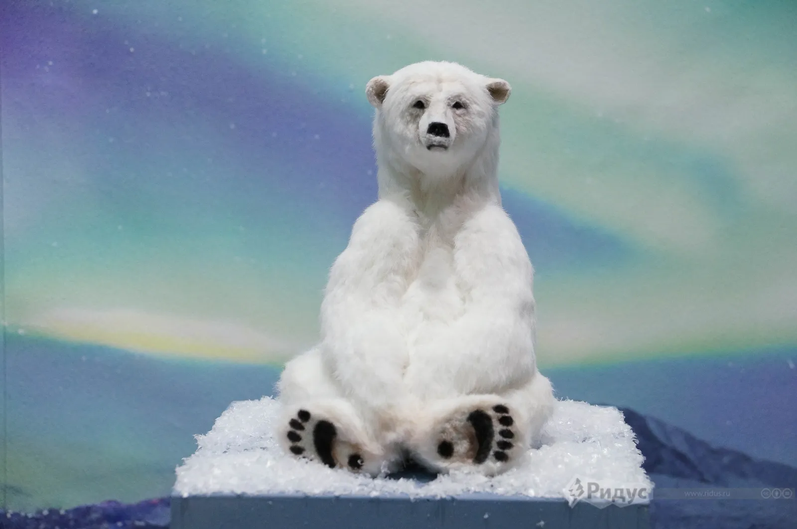 «Искусство куклы 2024». 