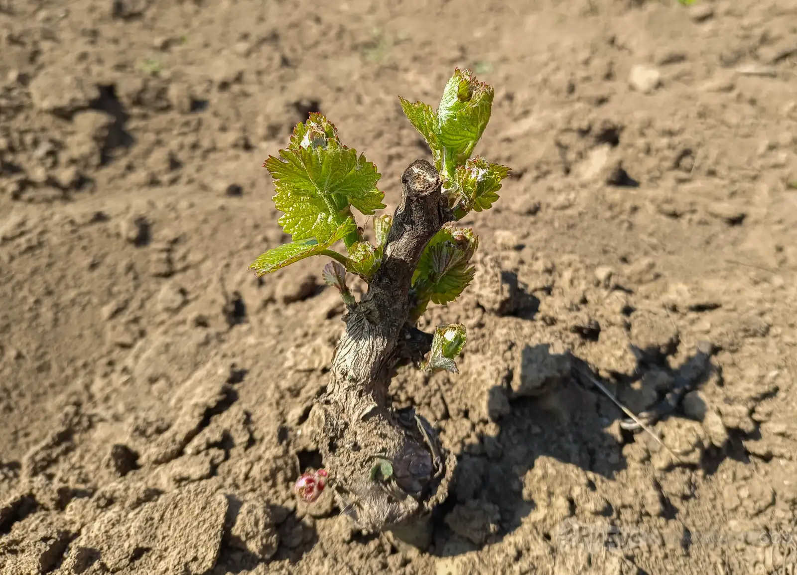 Саженец винограда. 