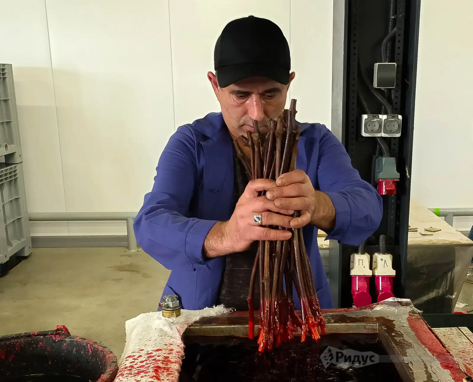 Готовые прививки погружаются в защитный восковой состав. 